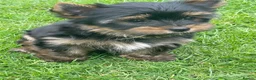 Yorkshire Terrier dogs for sale: York Terrier ,Black Tan - Advert 31