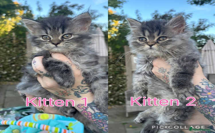 Persian cats - Advert 8