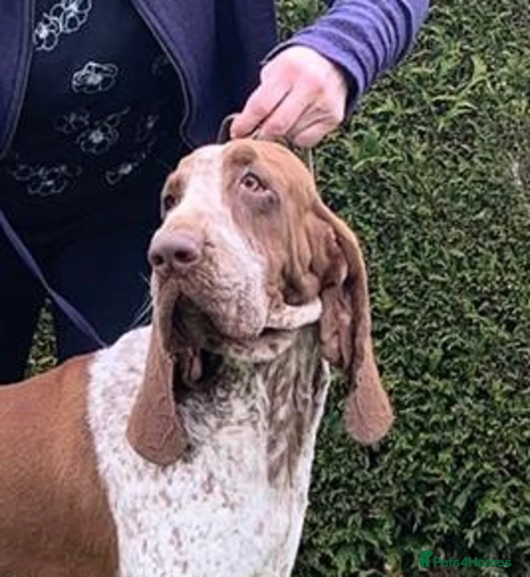 Bracco Italiano dogs for stud: Valentino Rossi Italian Import - Advert 3