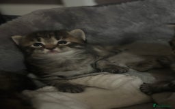 Mixed Breed cats for sale: Kittens  - Image 1