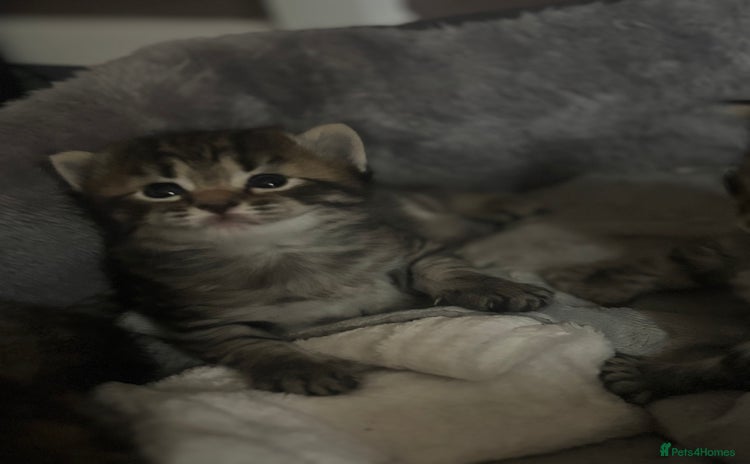 Mixed Breed cats - Advert 1