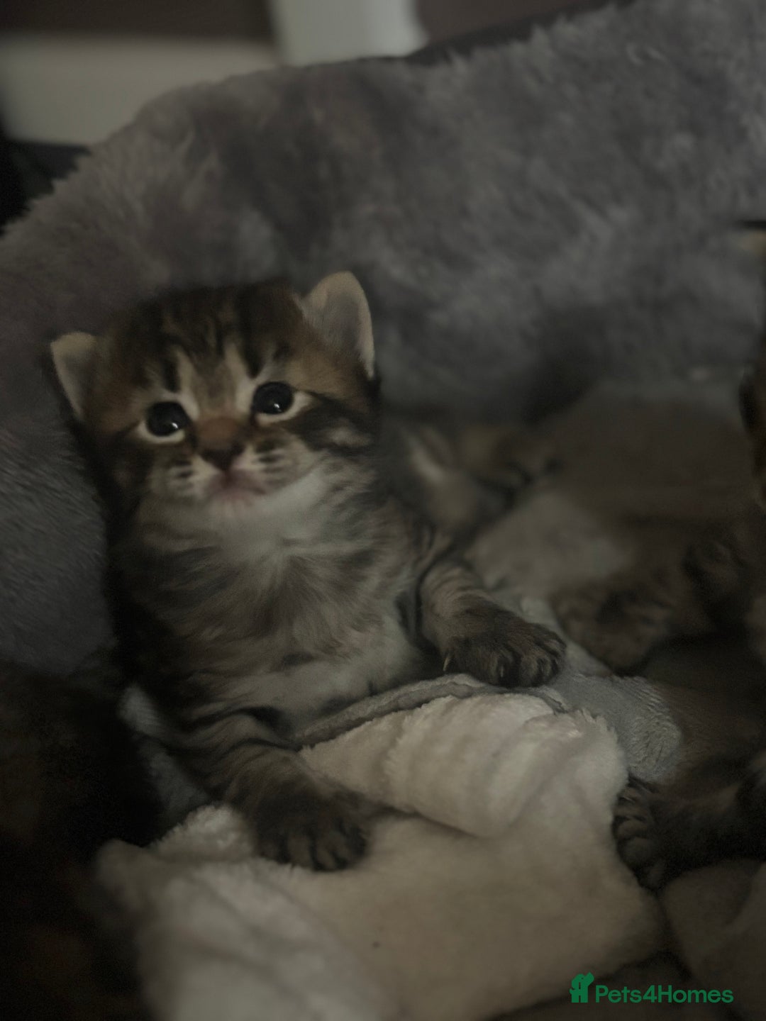 Mixed Breed cats for sale: Kittens  - Image 1
