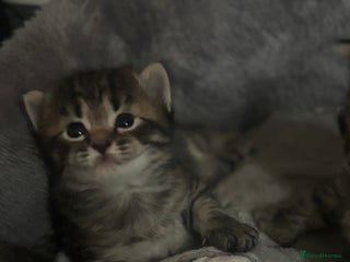 Mixed Breed cats - Advert 34