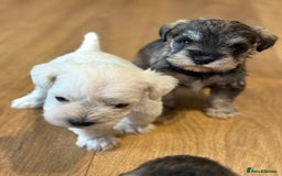 Miniature Schnauzer dogs for sale: Miniature Schnauzer Puppies - Image 2