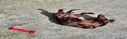 Miniature Dachshund dogs for sale: ADULT MINIATURE DACHSHUND FEMALE - Advert 4