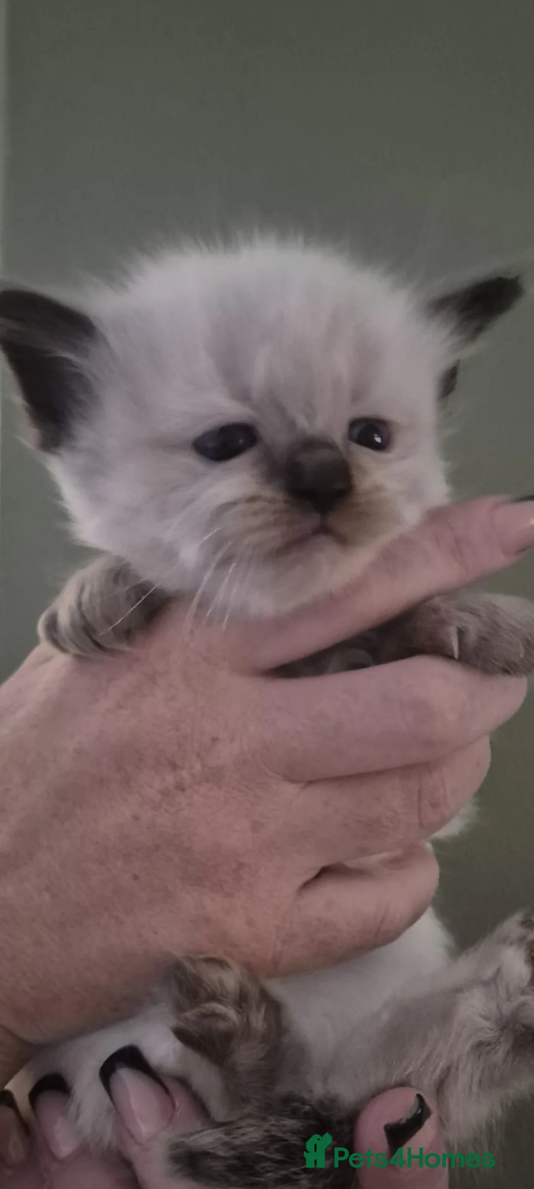 Ragdoll cats for sale: Ragdoll kittens  - Advert 7