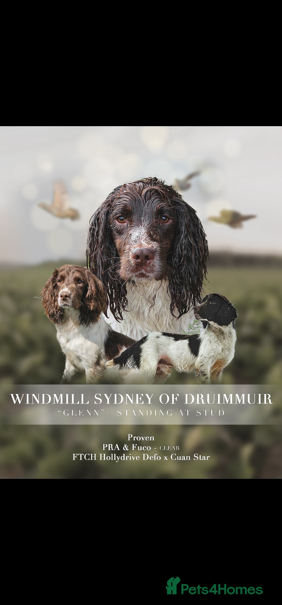 English Springer Spaniel dogs Springer Dog at Stud  in Alford - Advert 2