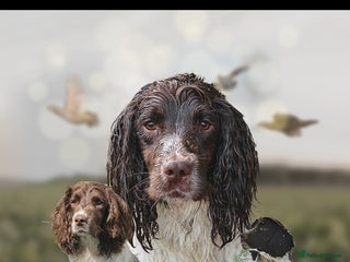 English Springer Spaniel dogs in Alford - Advert 21