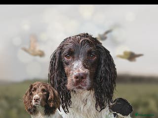 English Springer Spaniel dogs Springer Dog at Stud in Alford - Advert 14