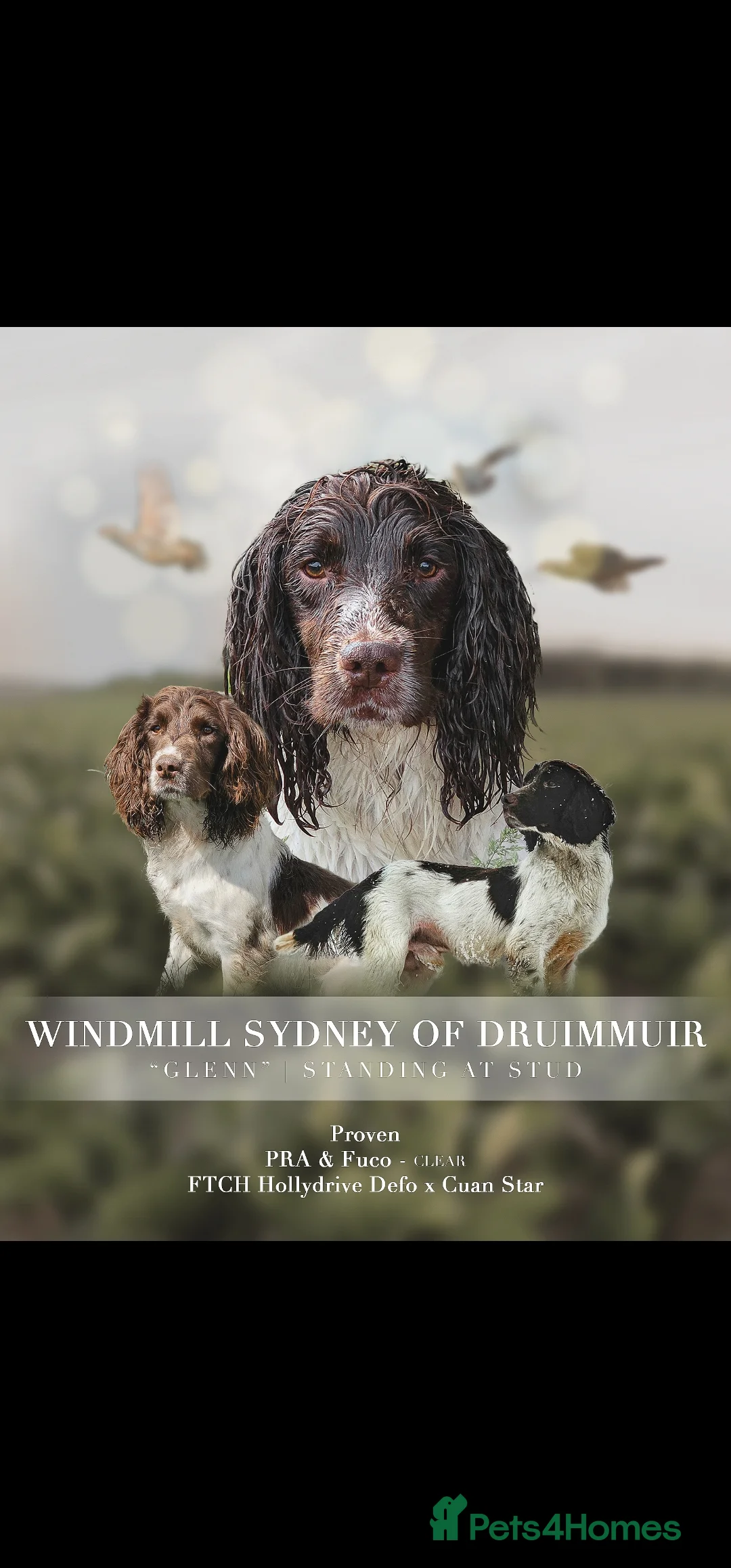 English Springer Spaniel dogs for stud: Springer Dog at Stud  in Alford - Advert 1