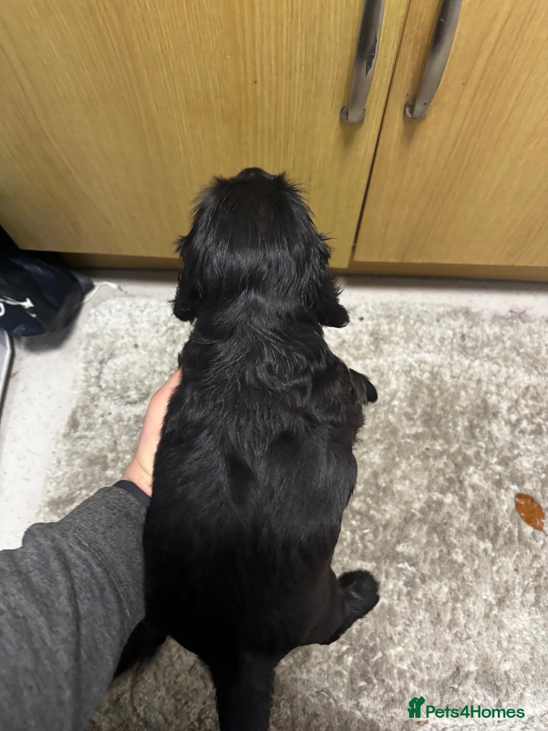 Cocker Spaniel dogs for sale: Cocker spaniel puppy - Advert 4