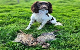 English Springer Spaniel dogs for sale: Working English Springer Spaniel Puppies - Image 11