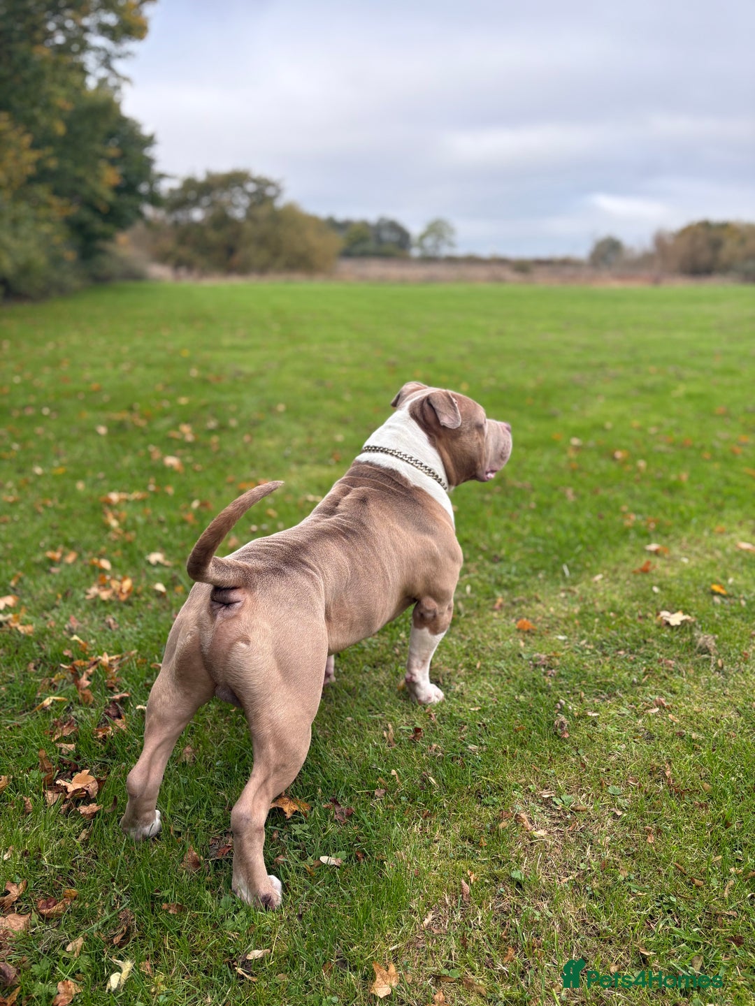 American Bully dogs for sale: ❤️ Pocket Bully “Buddy” ❤️ - Advert 2