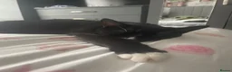 Domestic Shorthair cats for sale: Young cat for sale 🐱 - Advert 4