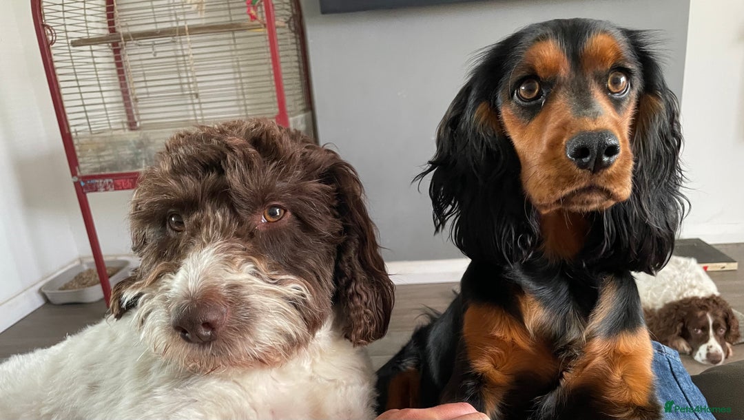 Mixed Breed dogs for sale: Cocker spaniel x sproodle beautiful puppies - Image 8