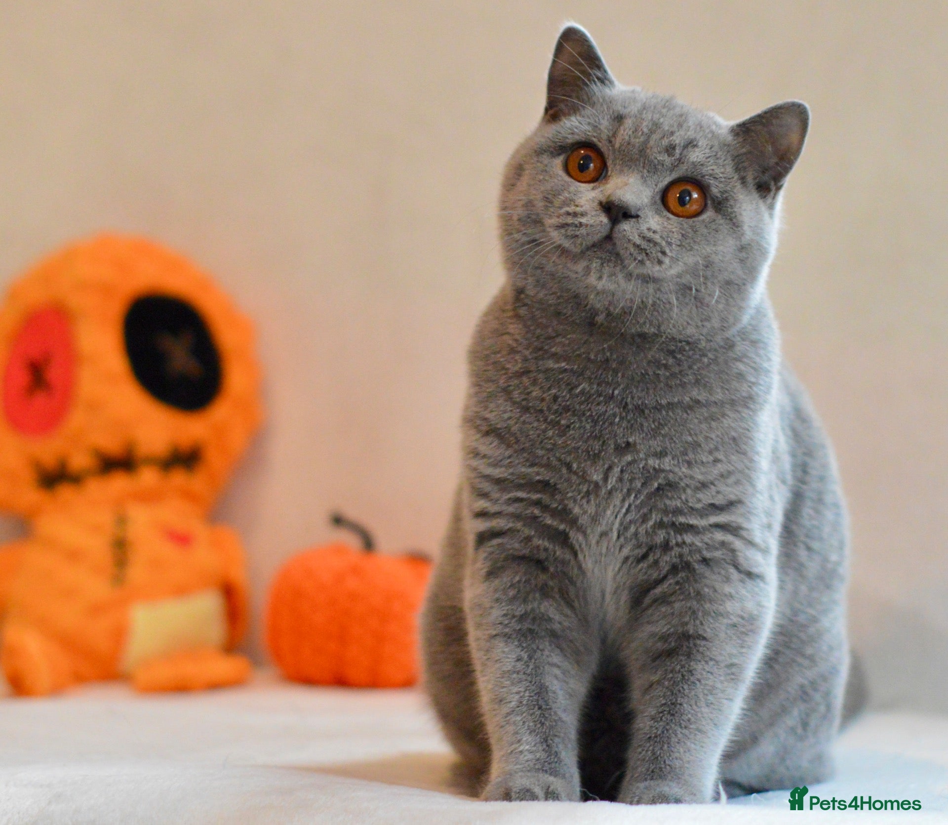 British Shorthair cats for sale: 5 beautiful kittens😻❤️ - Advert 2