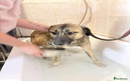 Mixed Breed dogs for adoption: Amelia - Daventry Northamptonshire  - Advert 11