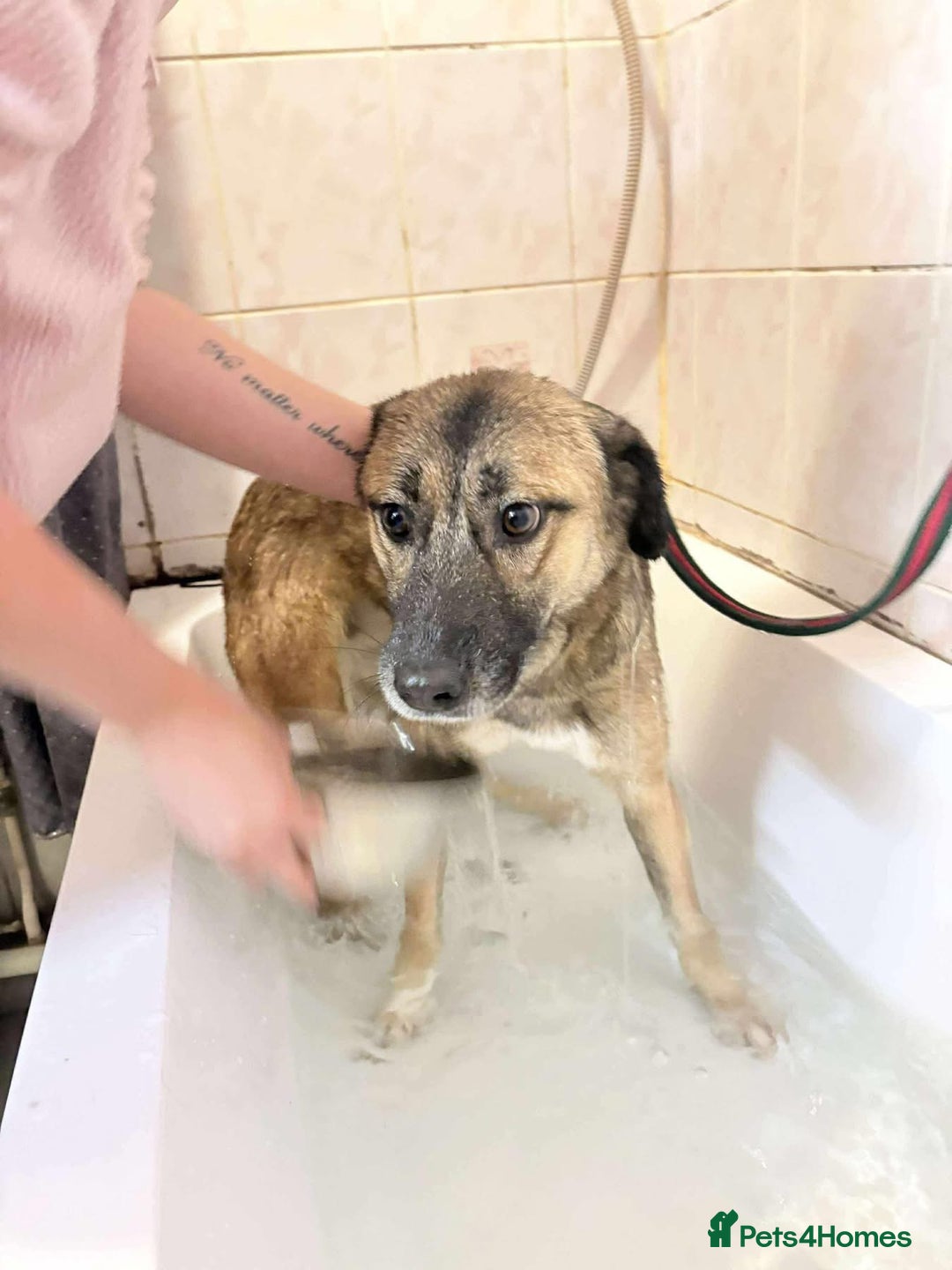 Mixed Breed dogs for adoption: Amelia - Daventry Northamptonshire  - Advert 11