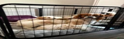 Cavachon dogs for sale: Cavachon Puppies READY NOW 🐾❤️ - Advert 35