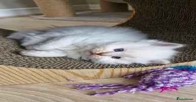 Ragdoll cats - Advert 7