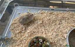 Hamster rodents for sale: Russians Dwarfs hamster  - Image 5