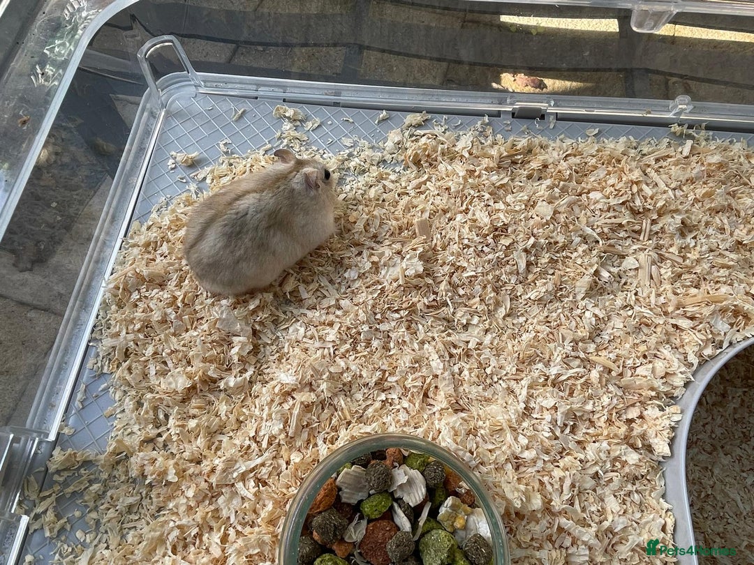 Hamster rodents for sale: Russians Dwarfs hamster  - Image 5