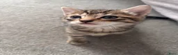 Mixed Breed cats for sale: 4 beautiful kittens for sale in Kirknewton - Advert 2