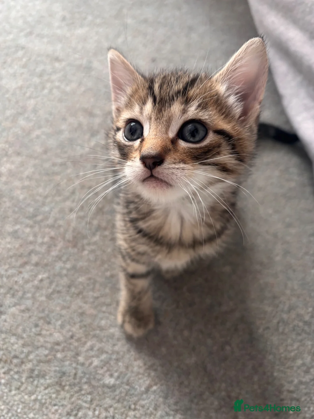 Mixed Breed cats for sale: 4 beautiful kittens for sale in Kirknewton - Advert 2