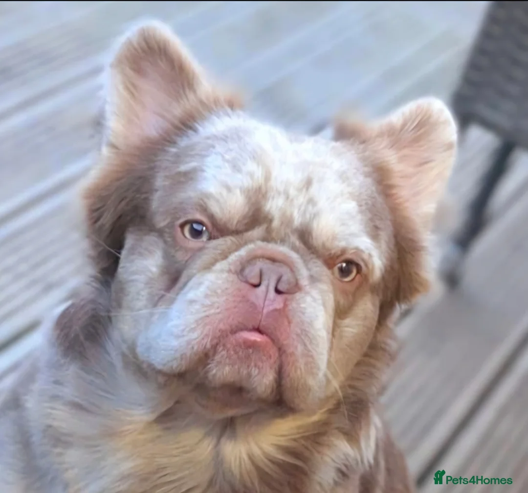 French Bulldog dogs for sale: French Bulldog (4 visual Fluffys) - Advert 2