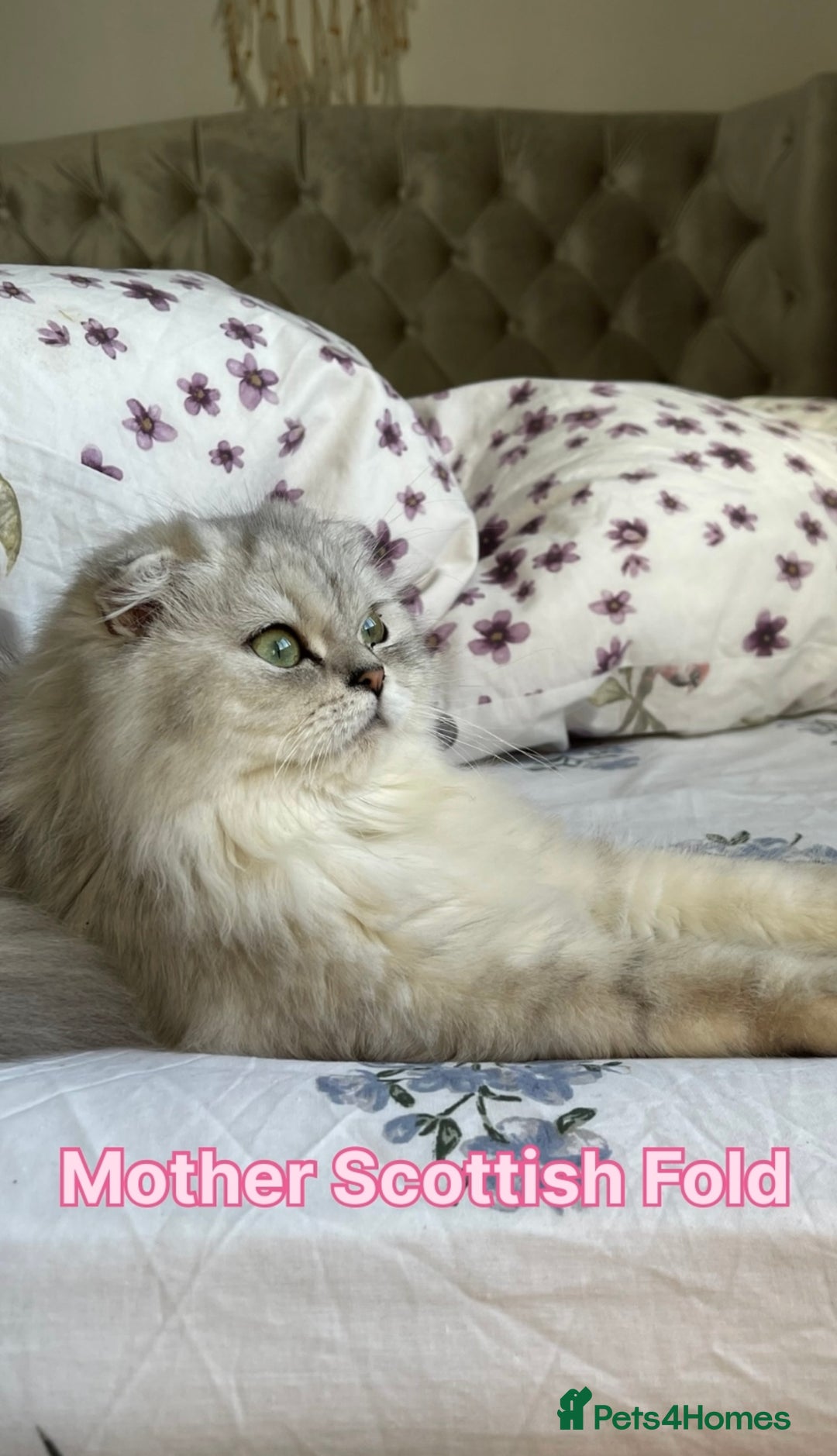 Scottish Fold cats for sale: Two Scottish Straight Boys  - Image 11