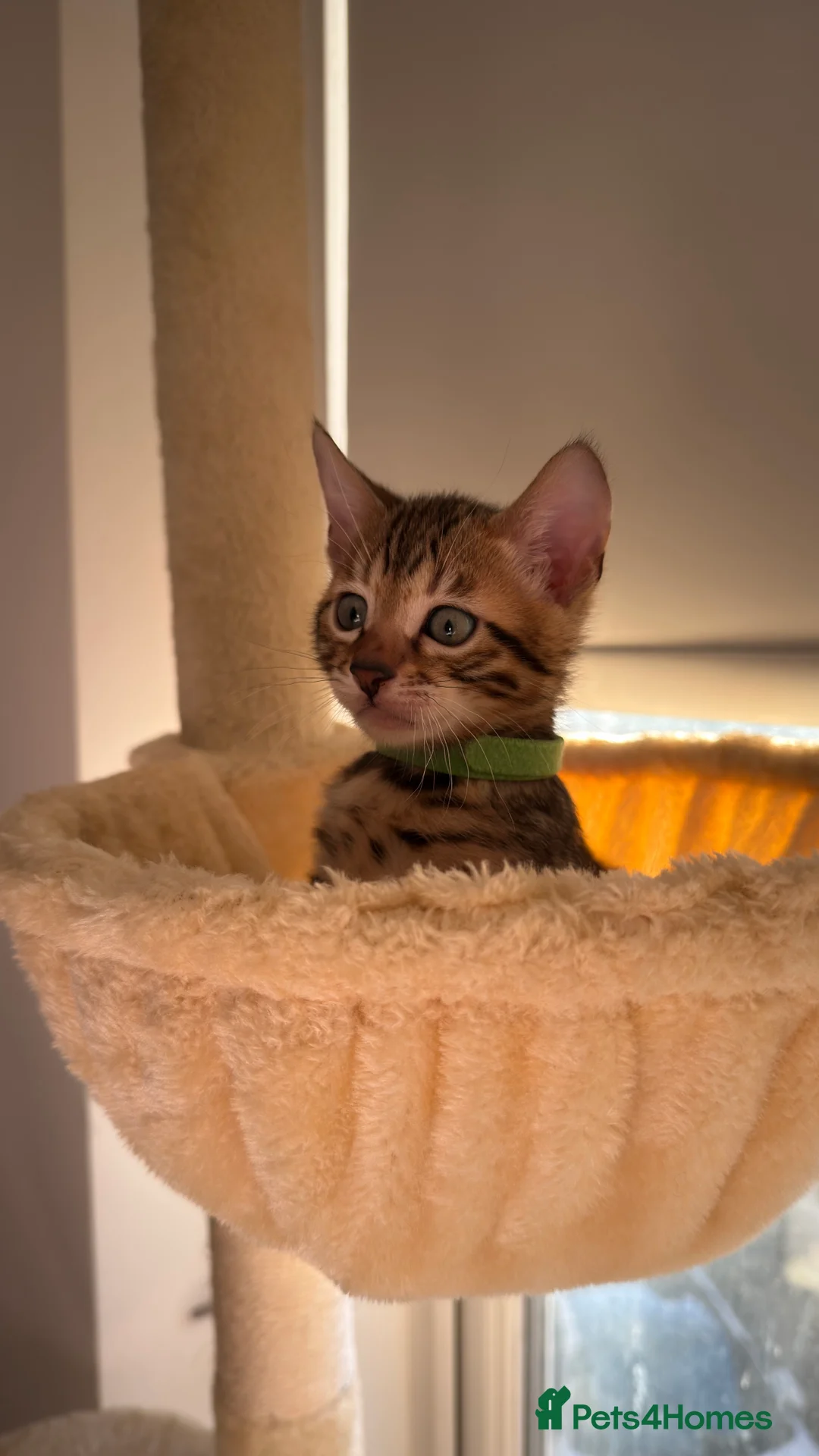 Bengal cats for sale: Adorable Bengal kittens TICA registered, pedigree - Advert 15
