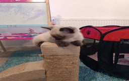 Russian Blue cats for sale: 3 angel's looking for best homes  - Image 11