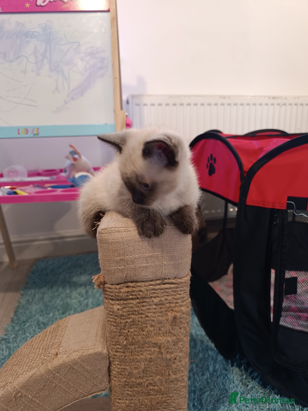 Russian Blue cats for sale: 3 angel's looking for best homes  - Image 11