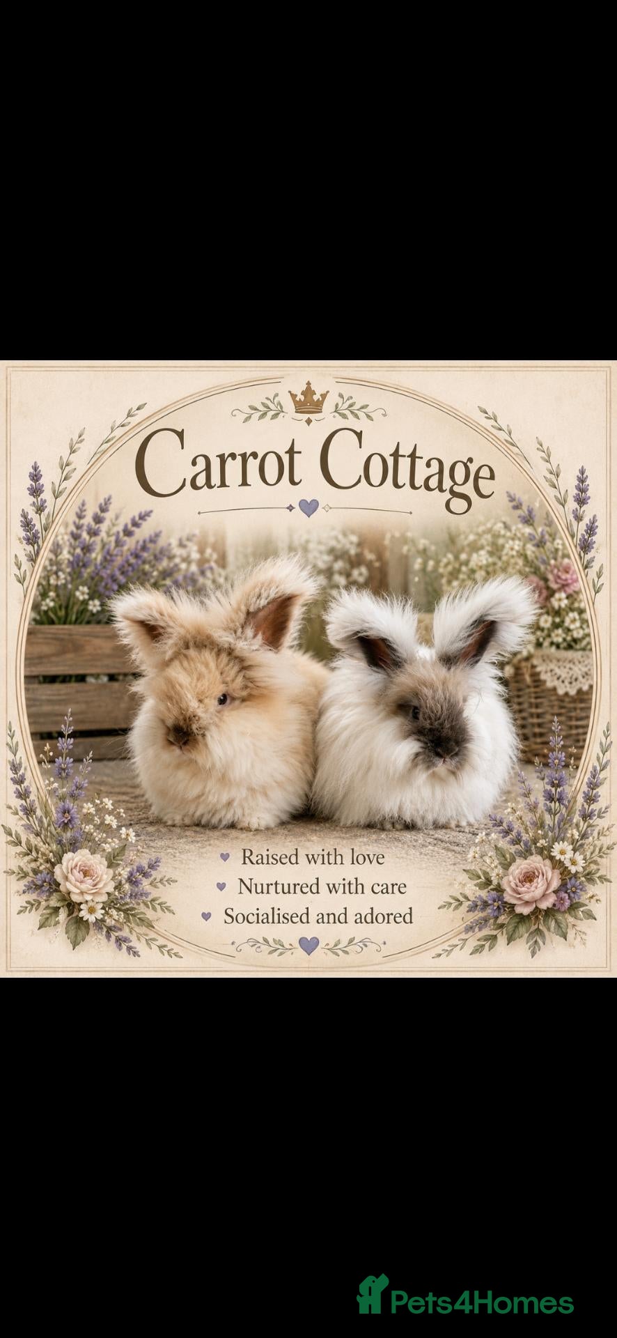 Angora rabbits 9 beautiful angora babies ready now - Advert 1