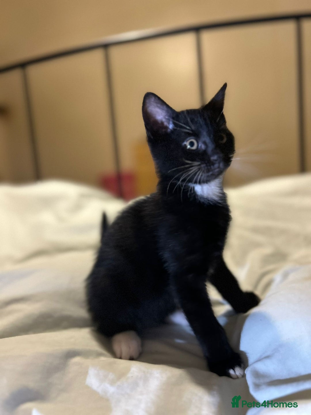 Russian Blue cats for sale: Russian blue kittens  - Advert 10