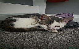 Mixed Breed cats for sale: 3 beautiful female kittens  - Advert 1