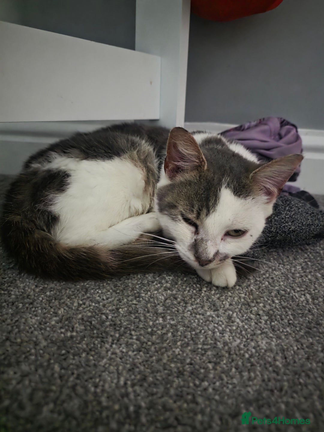 Mixed Breed cats for sale: 3 beautiful female kittens  - Advert 1