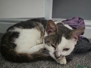 Mixed Breed cats 3 beautiful female kittens - Advert 1