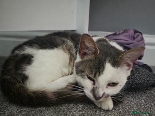 Mixed Breed cats 3 beautiful female kittens - Advert 13