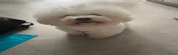 Bichon Frise dogs for sale: Bonnie in Exeter - Advert 7