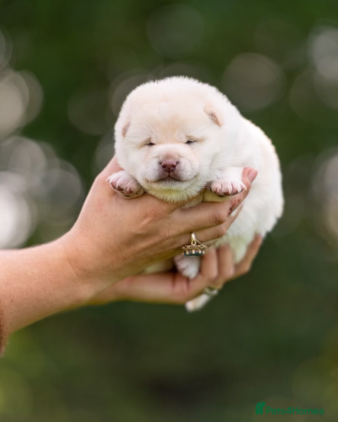 Japanese Shiba Inu dogs for sale: “LAST SESAME BOY  • Champion Broadlands Lineage” - Image 13