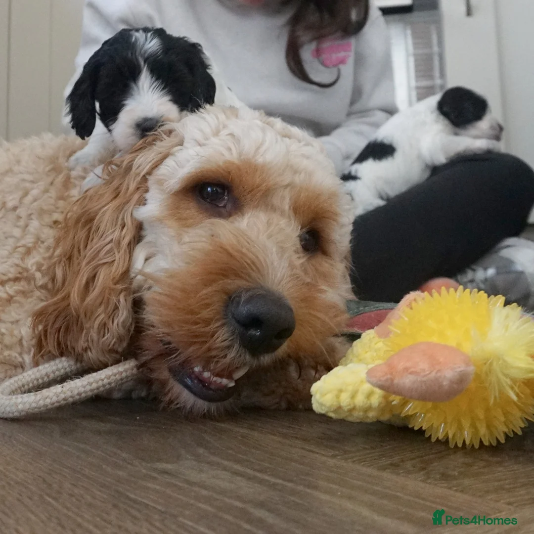 Cockapoo dogs for sale: Adorable litter of cockapoos in Peterborough - Advert 2