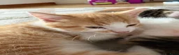 Domestic Shorthair cats for sale: 6 beautiful playful kittens - Advert 11