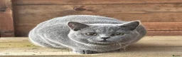 British Shorthair cats for sale: British Blue Female - Advert 2