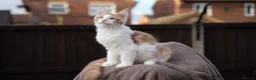 Maine Coon cats for sale: XL Pedigree Maine coon kittens - Advert 12