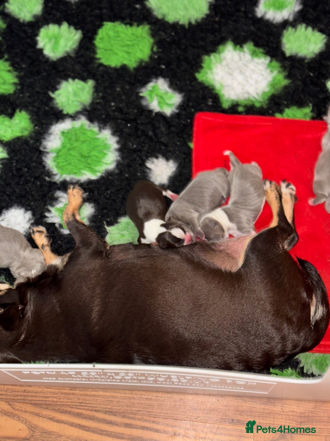 Chihuahua dogs for sale: Beautiful chihuahua pups! Long and short haired!! - Image 8