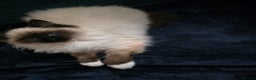 Ragdoll cats for sale: Beautiful ragdoll kittens 1 female left - Advert 7
