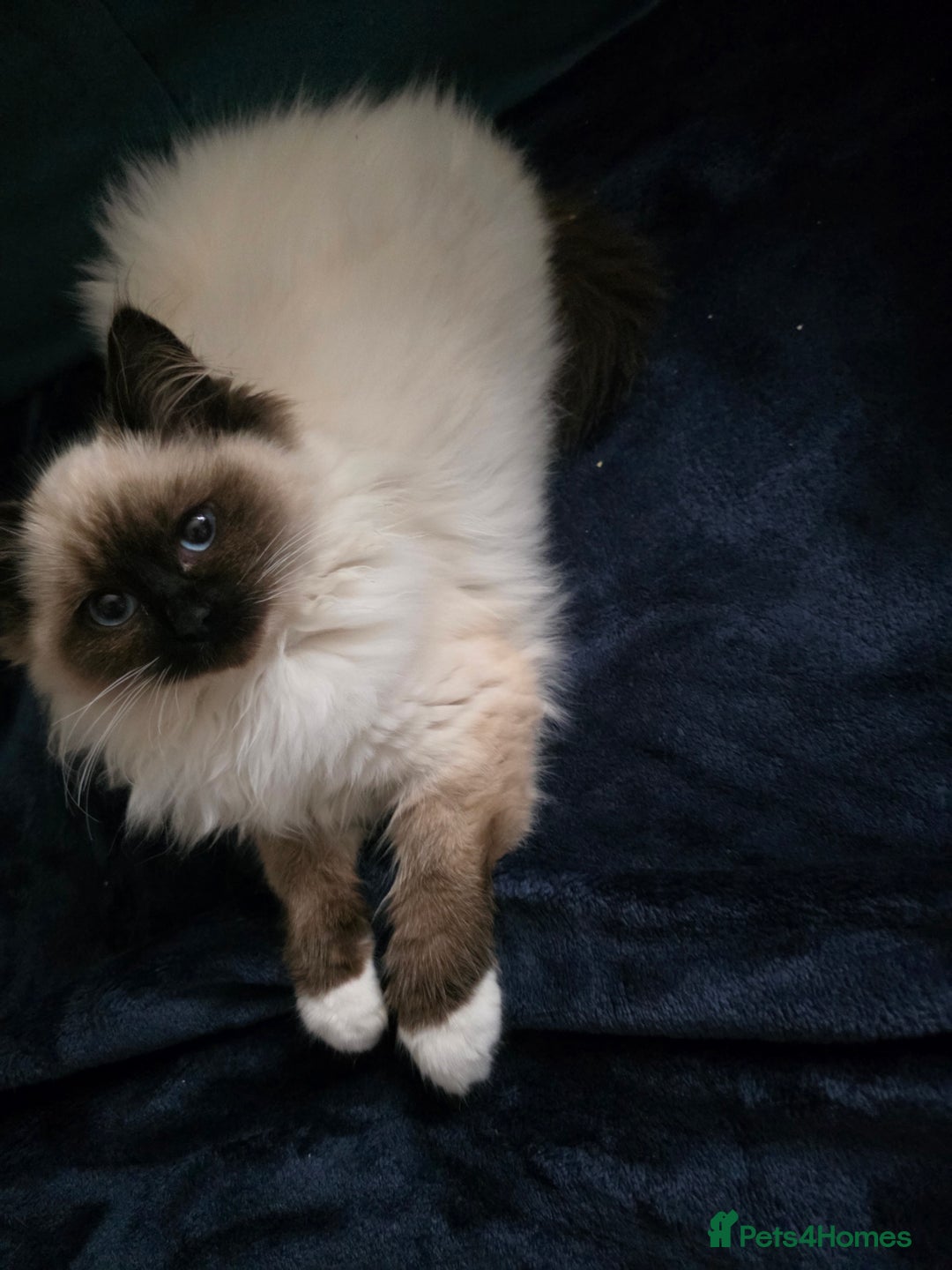 Ragdoll cats for sale: Beautiful ragdoll kittens 1 female left - Advert 7