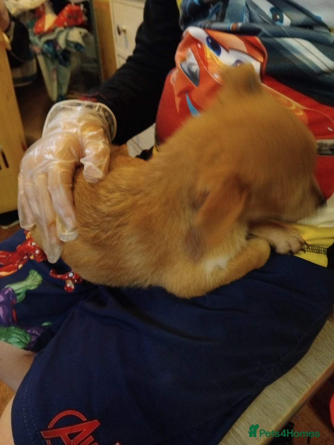 Chihuahua dogs for sale: 3 beautiful chihuahua puppies - Image 15