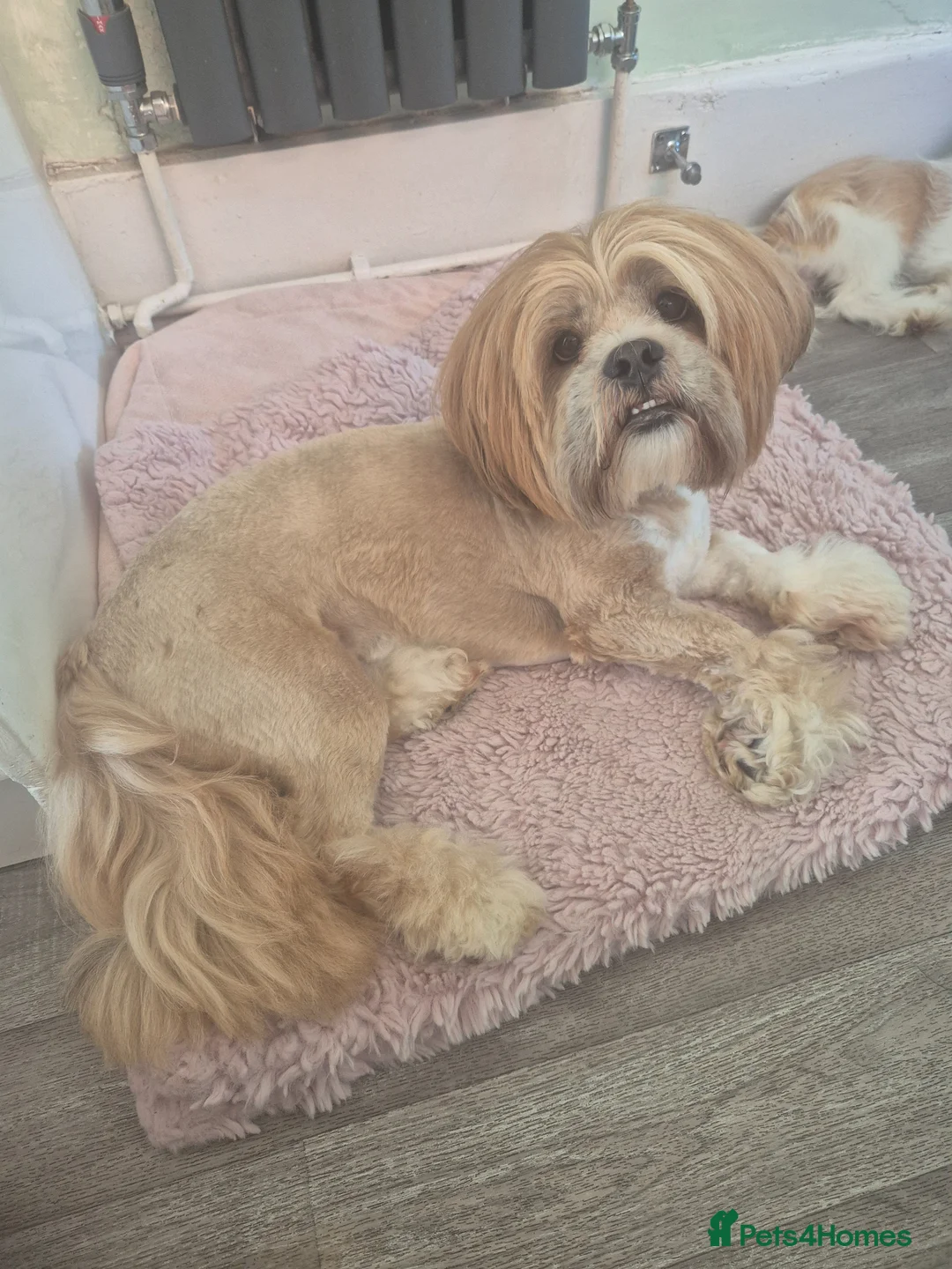 Lhasa Apso dogs for sale: LHASA APSO KC PUPPIES DUE SOON  - Advert 3